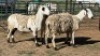 3X MEATMASTER EWE NOLADA 27 CC (Per animal to take the lot)
