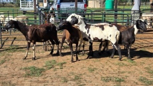 5X MEATMASTER EWE NOLADA 27 CC (Per animal to take the lot)