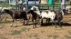 5X MEATMASTER EWE NOLADA 27 CC (Per animal to take the lot)