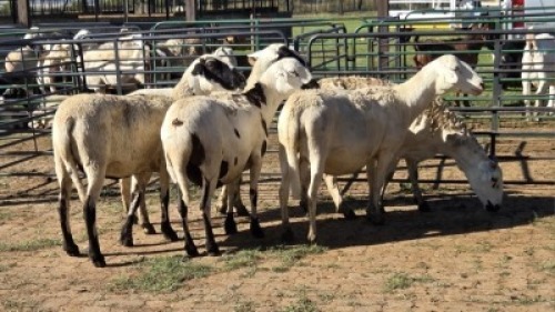 5X MEATMASTER EWE NOLADA 27 CC (Per animal to take the lot)