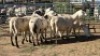 5X MEATMASTER EWE NOLADA 27 CC (Per animal to take the lot)