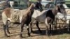 2X MEATMASTER EWE NOLADA 27 CC (Per animal to take the lot)