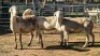 3X MEATMASTER EWE NOLADA 27 CC (Per animal to take the lot)