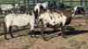 3X MEATMASTER EWE NOLADA 27 CC (Per animal to take the lot)