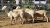 5X MEATMASTER EWE NOLADA 27 CC (Per animal to take the lot)