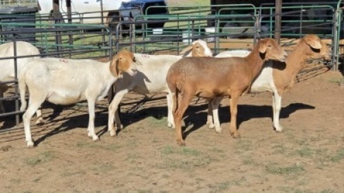 4X MEATMASTER EWE WATERBERG BOSVELDERS (Per animal to take the lot)