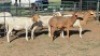 4X MEATMASTER EWE WATERBERG BOSVELDERS (Per animal to take the lot)