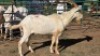1X SAANEN BUCK ELJOENAI DAIRY GOATS