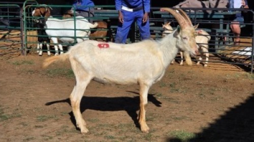 1X SAANEN BUCK ELJOENAI DAIRY GOATS