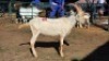 1X SAANEN BUCK ELJOENAI DAIRY GOATS