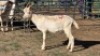 1X SAANEN BUCK ELJOENAI DAIRY GOATS