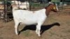 1X BOER GOAT DOE W.A.S. SNYDERS