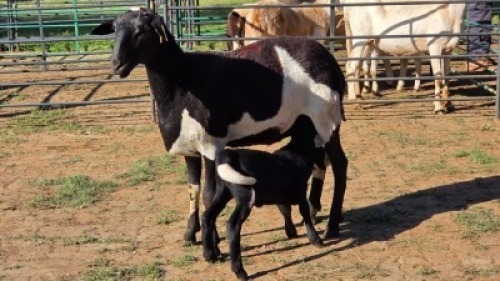 1+1X MEATMASTER EWE CDP AUCTIONEERS