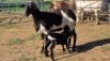 1+1X MEATMASTER EWE CDP AUCTIONEERS