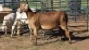 1X MEATMASTER EWE CDP AUCTIONEERS