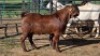 1X KALAHARI RED BUCK BOABAB CONCRETE SERVICE