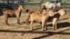 4X KALAHARI RED DOE BOABAB CONCRETE SERVICE (Per animal to take the lot)