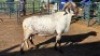 1X DAMARA RAM GREYVENBURG FARMING