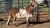 1X DAMARA RAM GREYVENBURG FARMING
