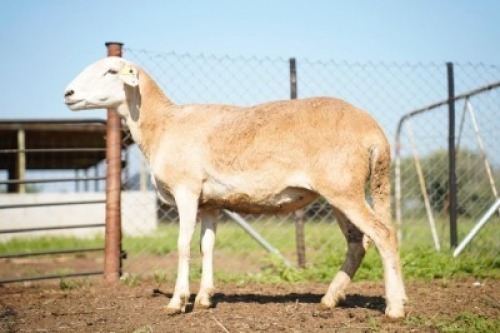 1X MEATMASTER Ewe JBZ Enterprises