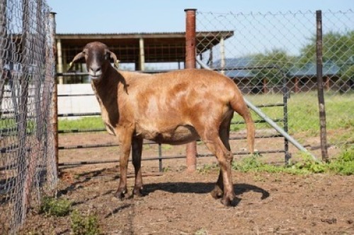 1X MEATMASTER Ewe JBZ Enterprises