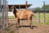 1X MEATMASTER Ewe JBZ Enterprises
