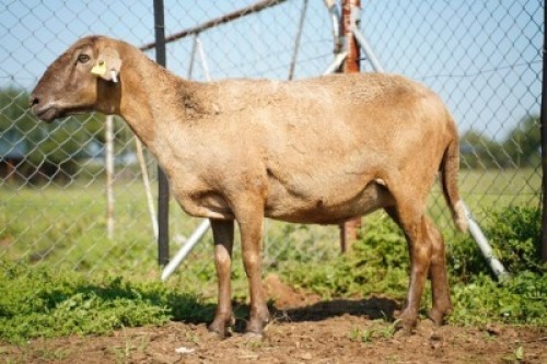 1X MEATMASTER Ewe JBZ Enterprises
