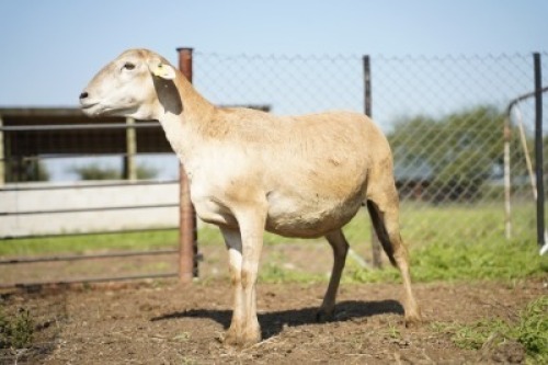 1X MEATMASTER Ewe JBZ Enterprises