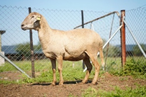 1X MEATMASTER Ewe JBZ Enterprises