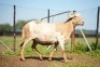 1X MEATMASTER Ewe JBZ Enterprises
