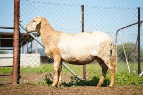 1X MEATMASTER Ewe JBZ Enterprises