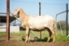 1X MEATMASTER Ewe JBZ Enterprises