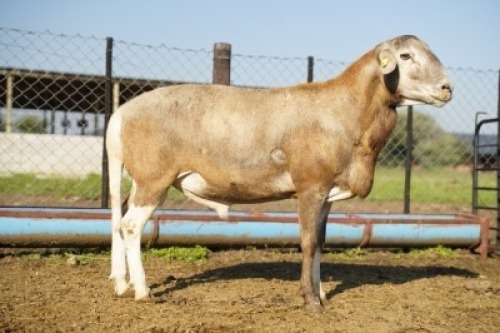 WITHDRAWN - 1X MEATMASTER Male Botswana Meatmaster Breeders Society