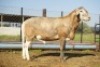 WITHDRAWN - 1X MEATMASTER Male Botswana Meatmaster Breeders Society