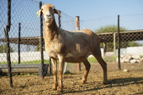 1X MEATMASTER Ewe JBZ Enterprises