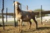 1X MEATMASTER Ewe JBZ Enterprises