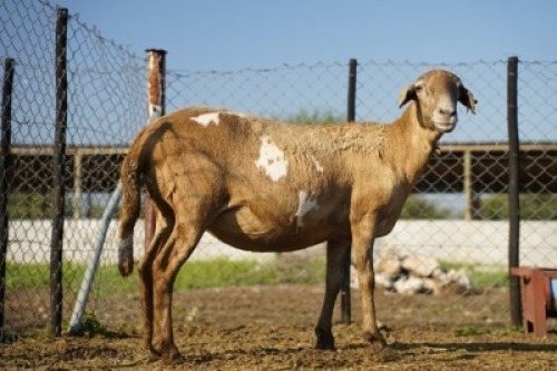 1X MEATMASTER Ewe JBZ Enterprises