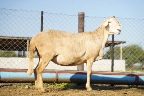 1X MEATMASTER Ewe JBZ Enterprises