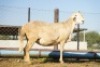 1X MEATMASTER Ewe JBZ Enterprises