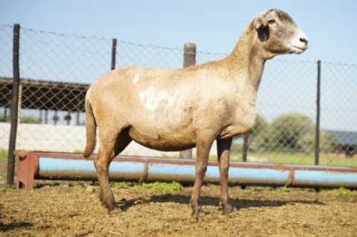 1X MEATMASTER Ewe JBZ Enterprises