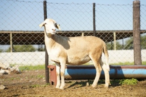 1X MEATMASTER Ewe JBZ Enterprises
