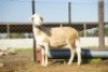 1X MEATMASTER Ewe JBZ Enterprises