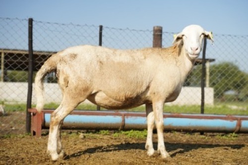 1X MEATMASTER Ewe JBZ Enterprises