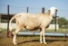 1X MEATMASTER Ewe JBZ Enterprises