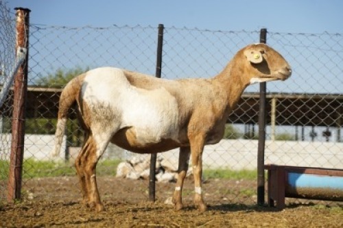 1X MEATMASTER Ewe JBZ Enterprises
