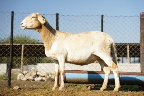 1X MEATMASTER Ewe JBZ Enterprises