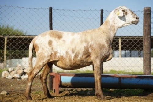 1X MEATMASTER Ewe JBZ Enterprises