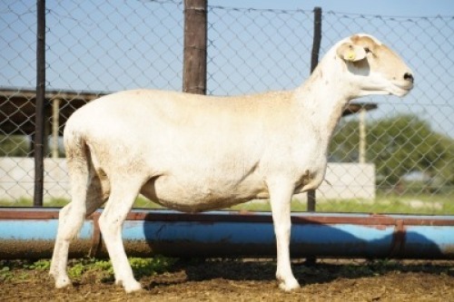 1X MEATMASTER Ewe JBZ Enterprises