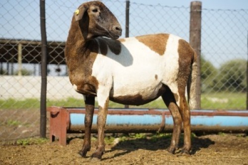 1X MEATMASTER Ewe JBZ Enterprises