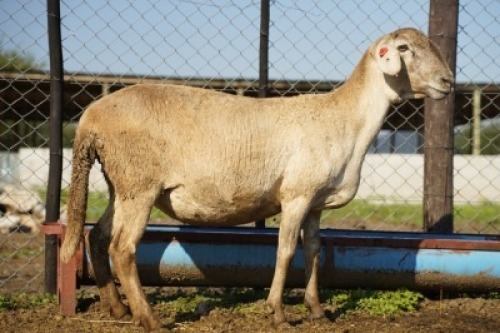 1X MEATMASTER Ewe JBZ Enterprises